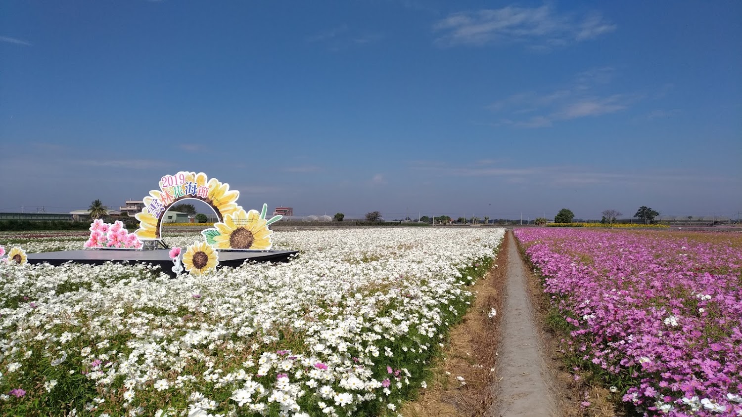 雲林花海莿桐孩沙里粉白花海與步道