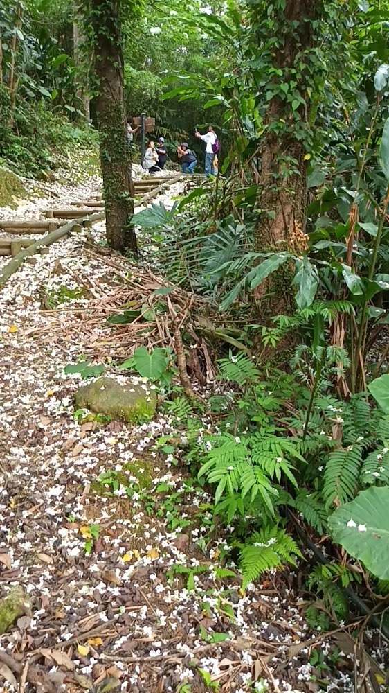 林間步道上遊客拍照休息