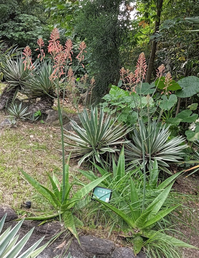 台北植物園多肉植物區蘆薈與花序