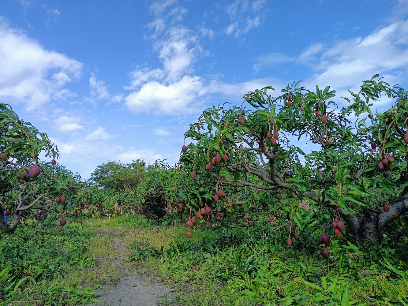 藍天白雲下結滿成熟芒果的芒果園