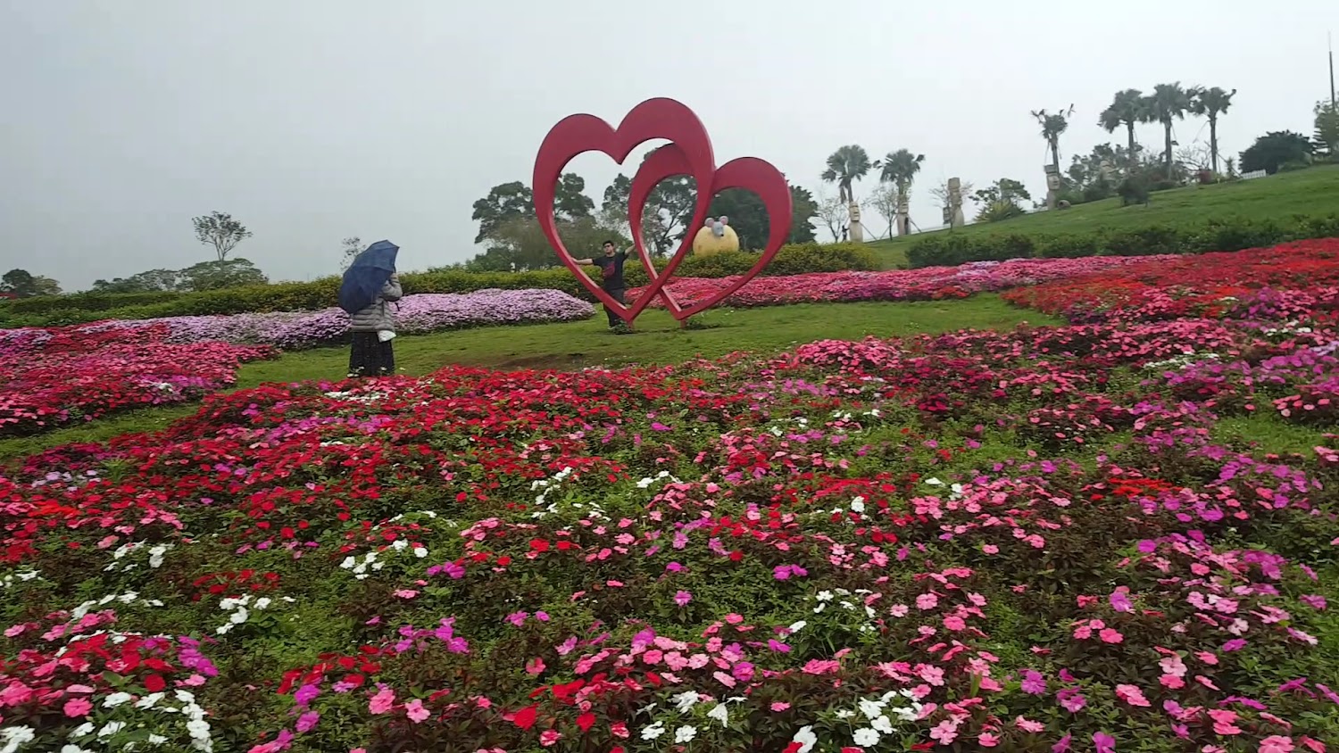 大溪花海休閒農場愛心裝置與花海