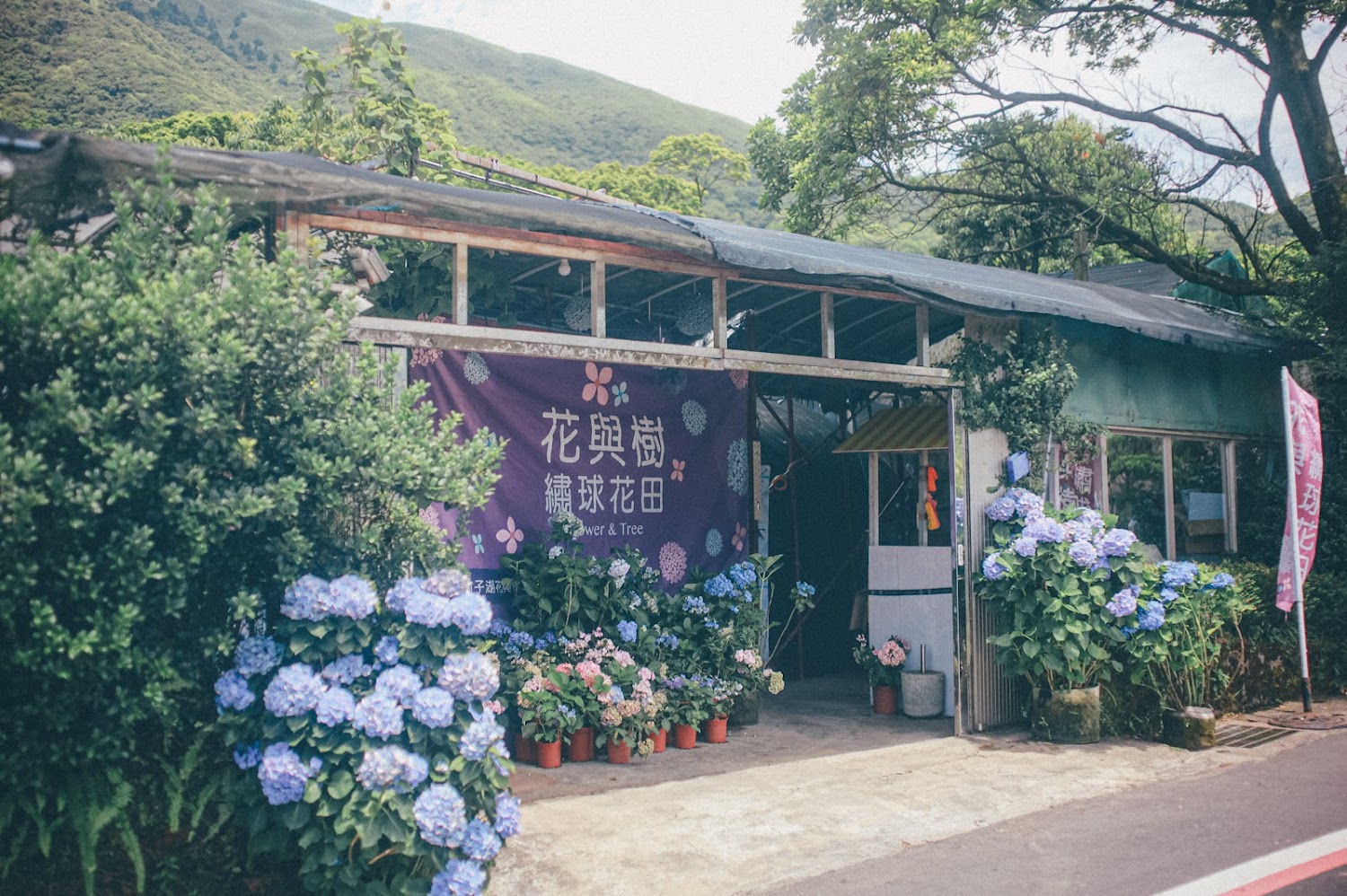 鄉村花店門口擺滿藍紫色繡球花並有花與樹繡球花田布條