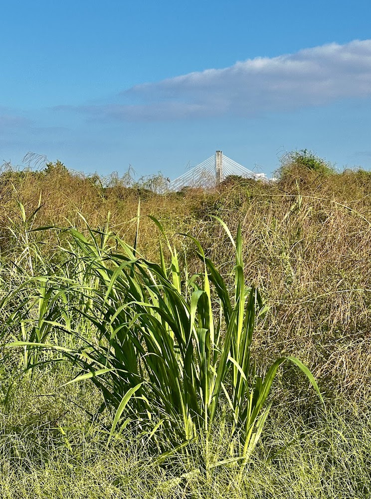 野草地景與遠方橋塔