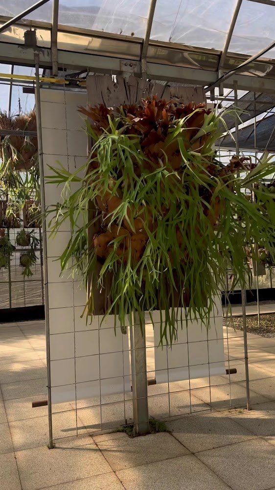 茂盛鹿角蕨懸掛在鐵架上