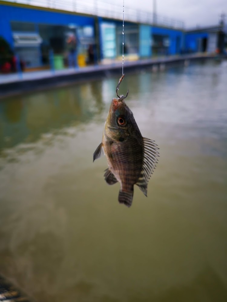 宜蘭天然海水養殖石斑魚現場魚池