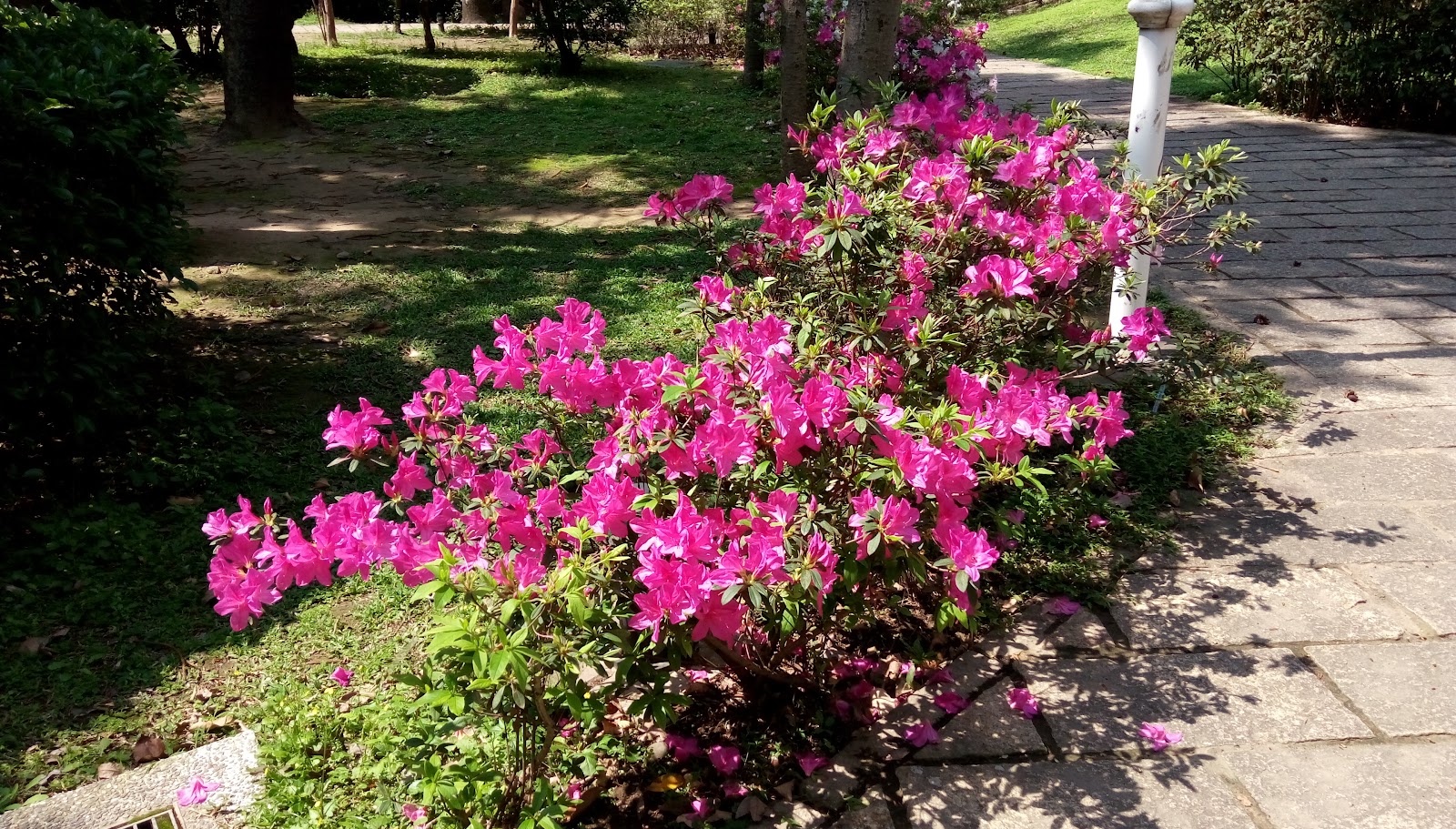 北投公園春日杜鵑花盛開