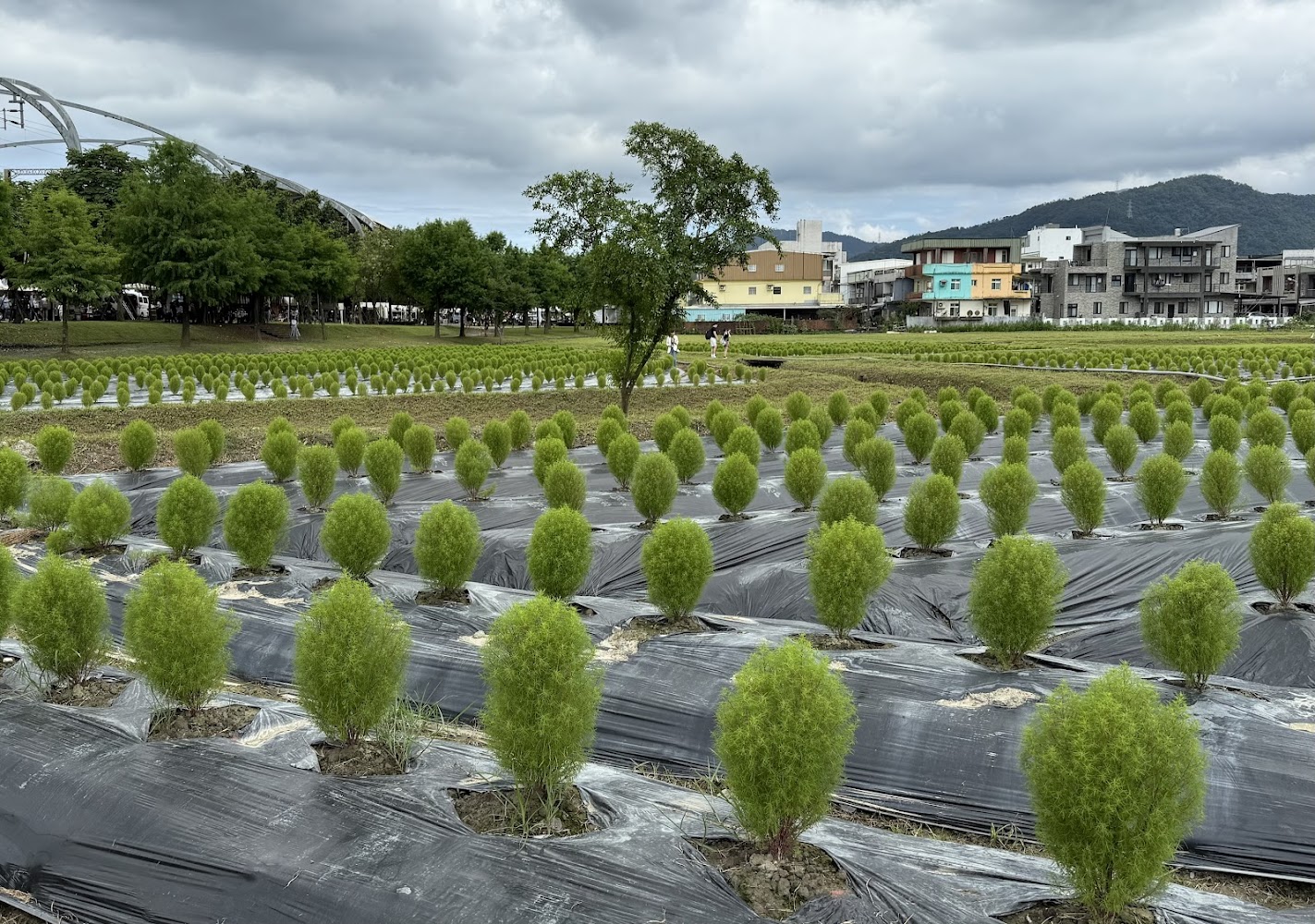 整齊種植的田地與遠方山景
