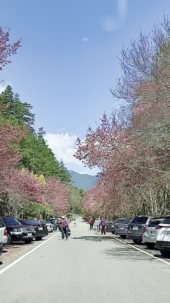 武陵農場櫻花大道與遊客步行賞花畫面