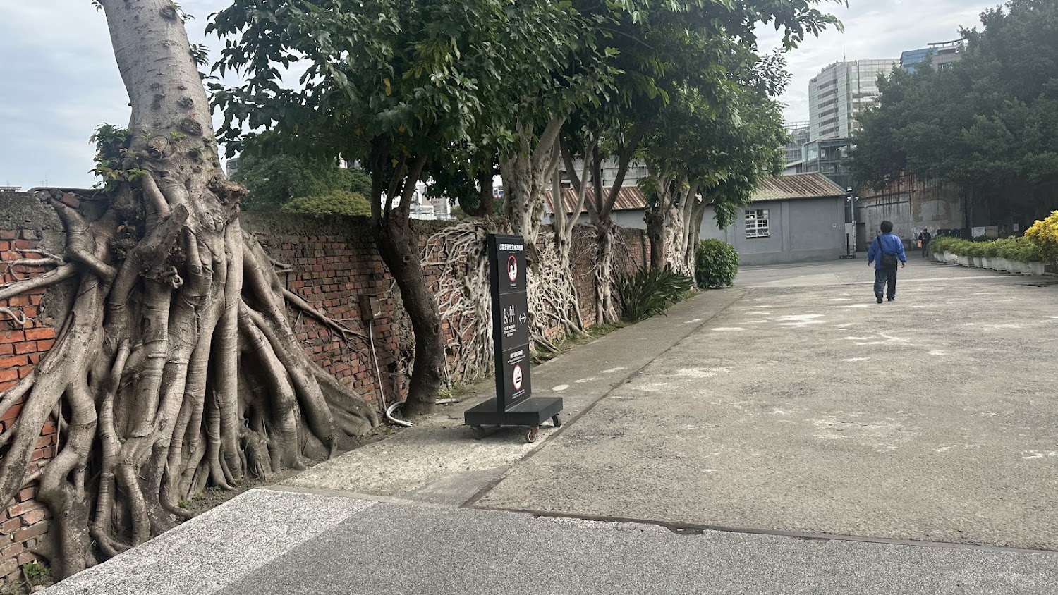 台北華山文創園區紅磚與樹根牆面
