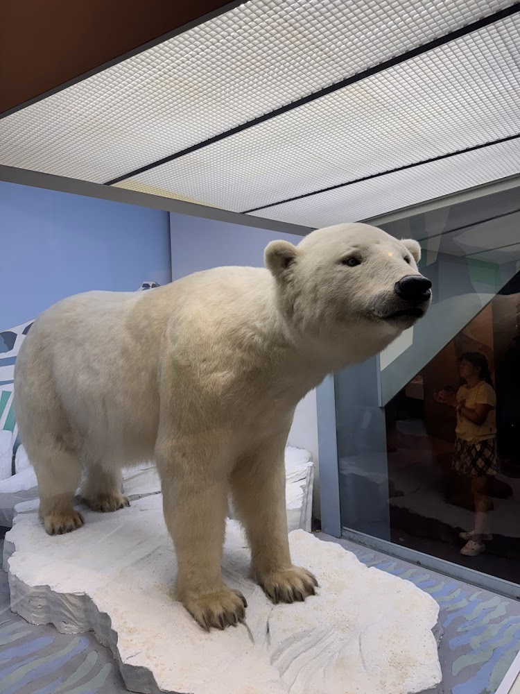國立自然科學博物館北極熊標本展示