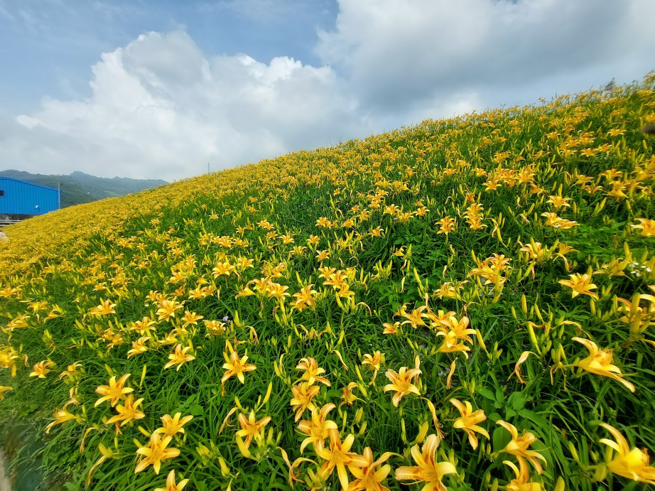 大片金針花坡與遠山雲層