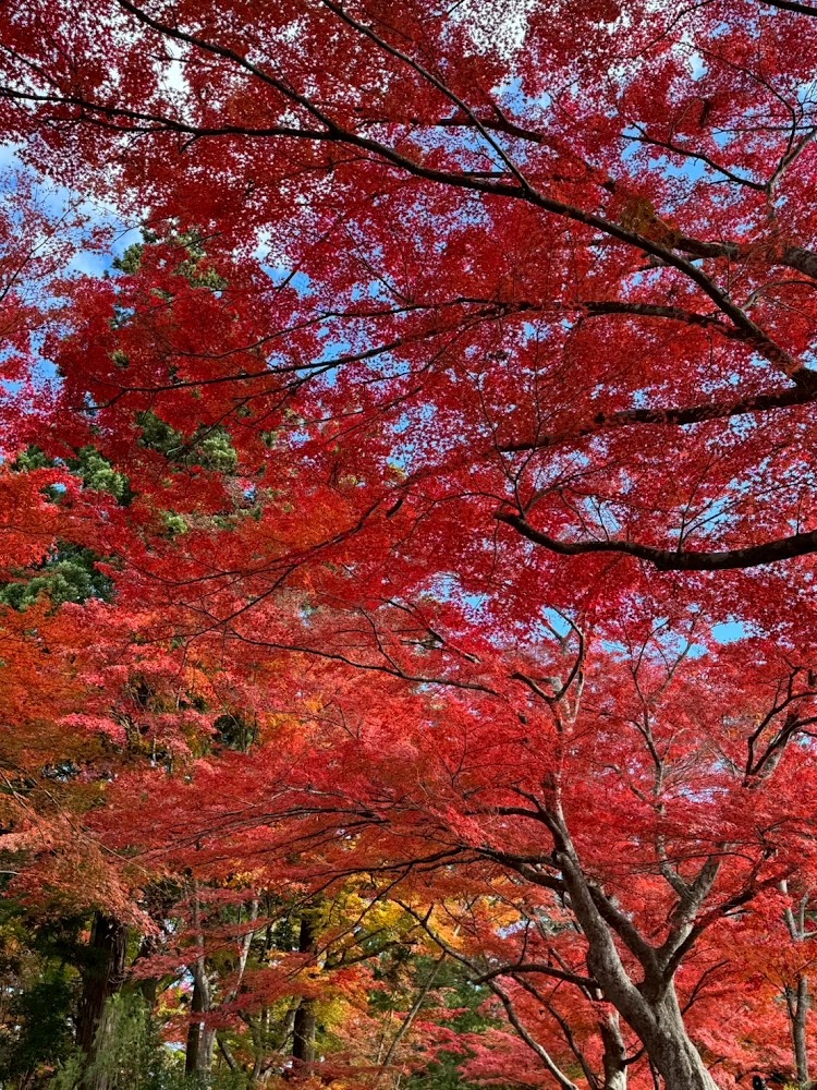 秋季楓紅景緻，藍天映襯鮮紅樹葉