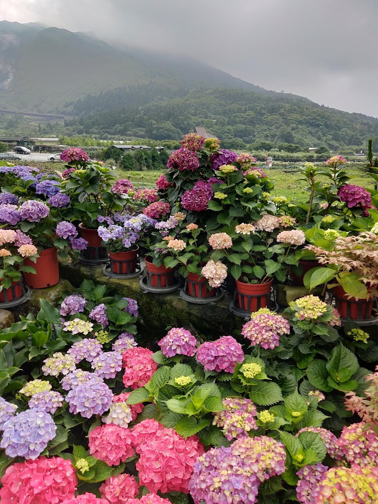 多色繡球花園與山丘背景