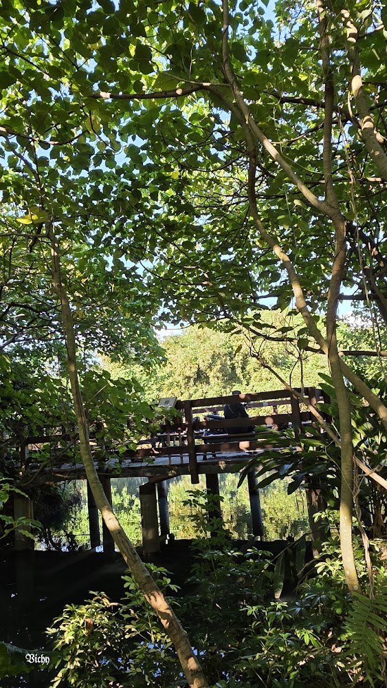 森林或公園中的木造觀景平台周圍綠樹環繞下方有水面