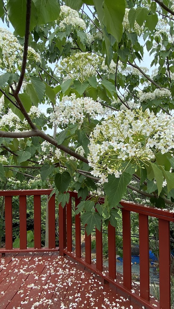 紅欄杆與油桐花樹景觀
