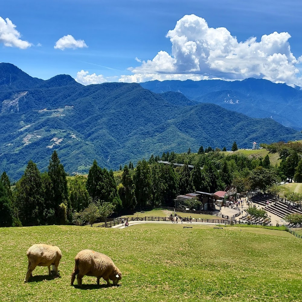 青青草原上有羊群與山景