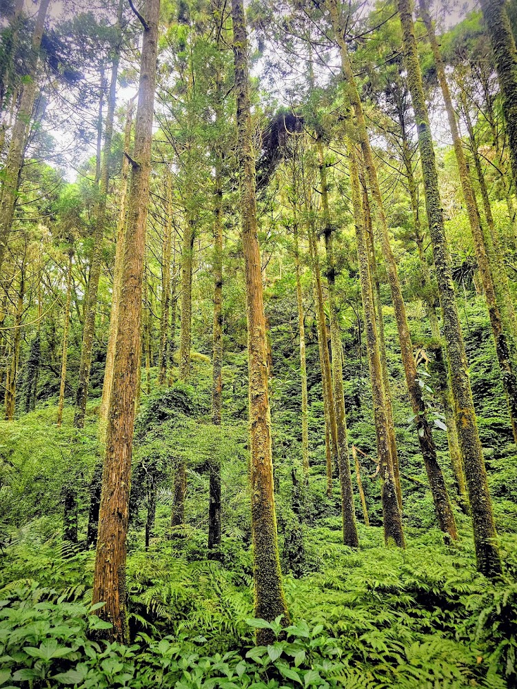 高大森林與覆滿青苔的樹幹