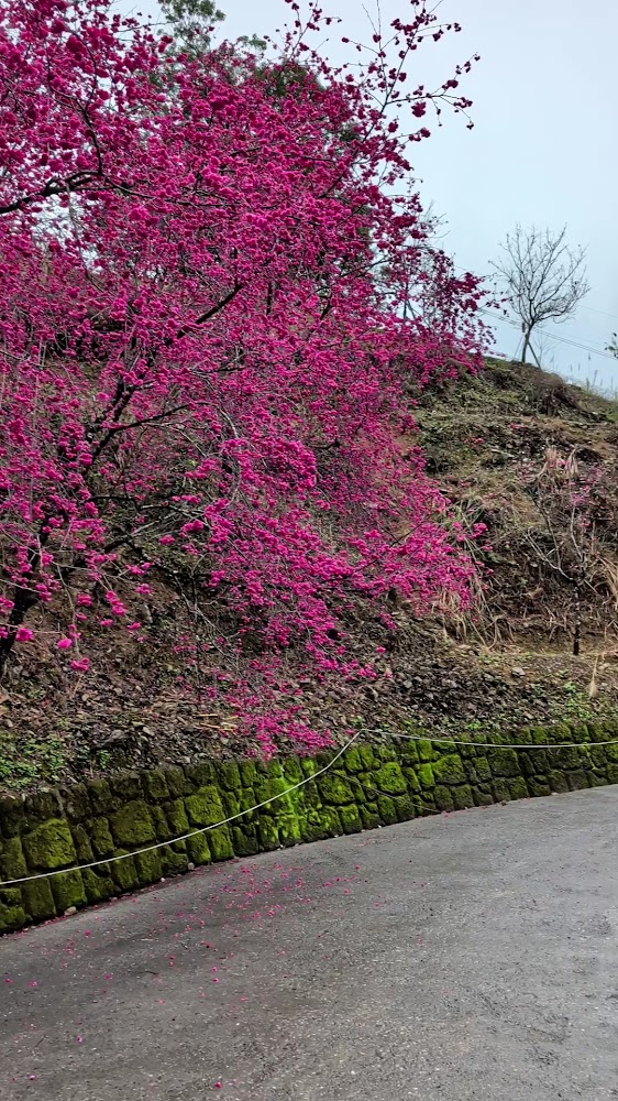 松櫻秘境路邊櫻花與石牆