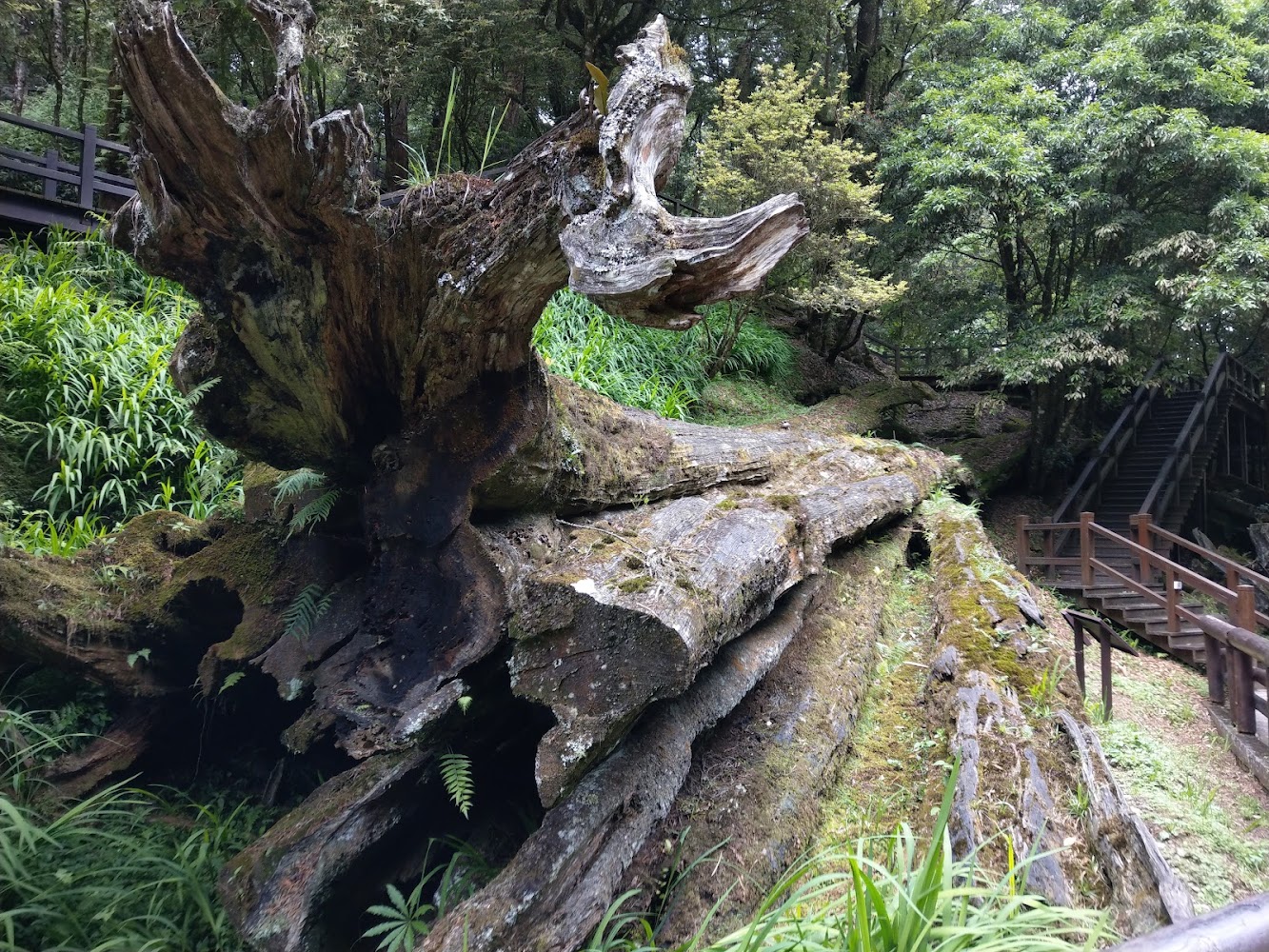 第一代阿里山神木遺跡與森林步道