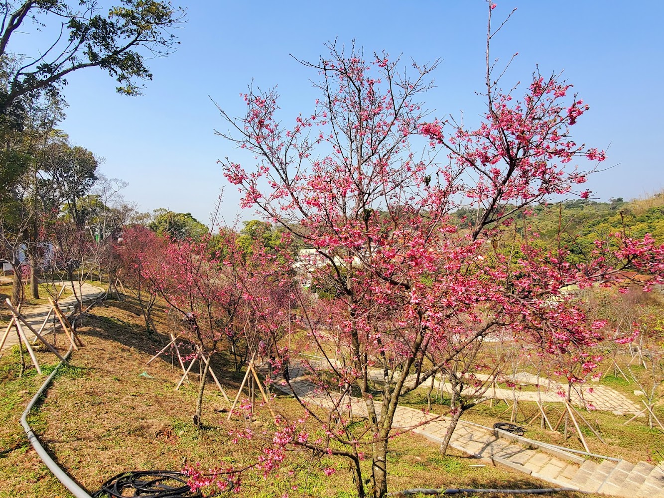 虎山巖步道旁櫻花