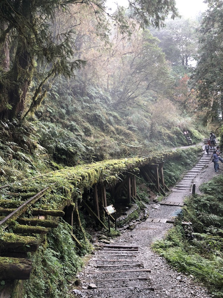 林間步道與覆滿青苔的舊木橋