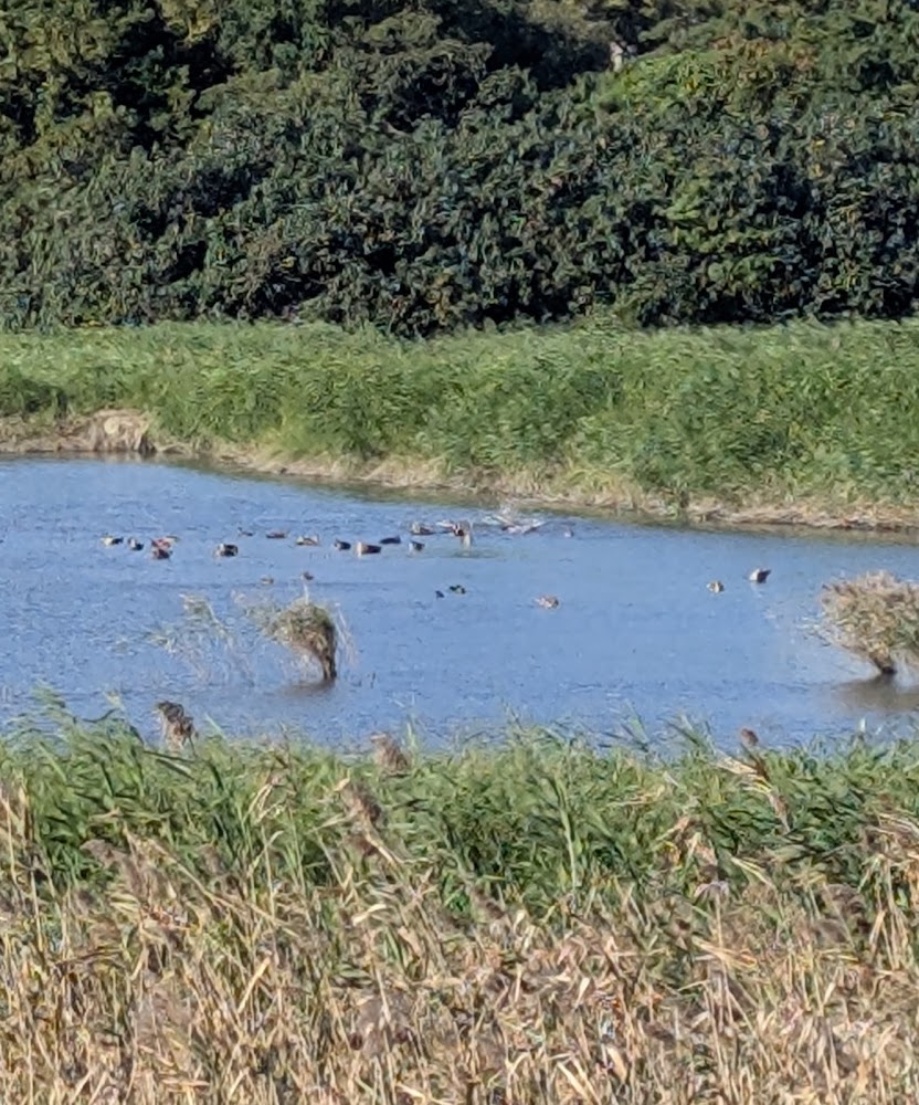 關渡水鳥保護區水鳥活動景觀