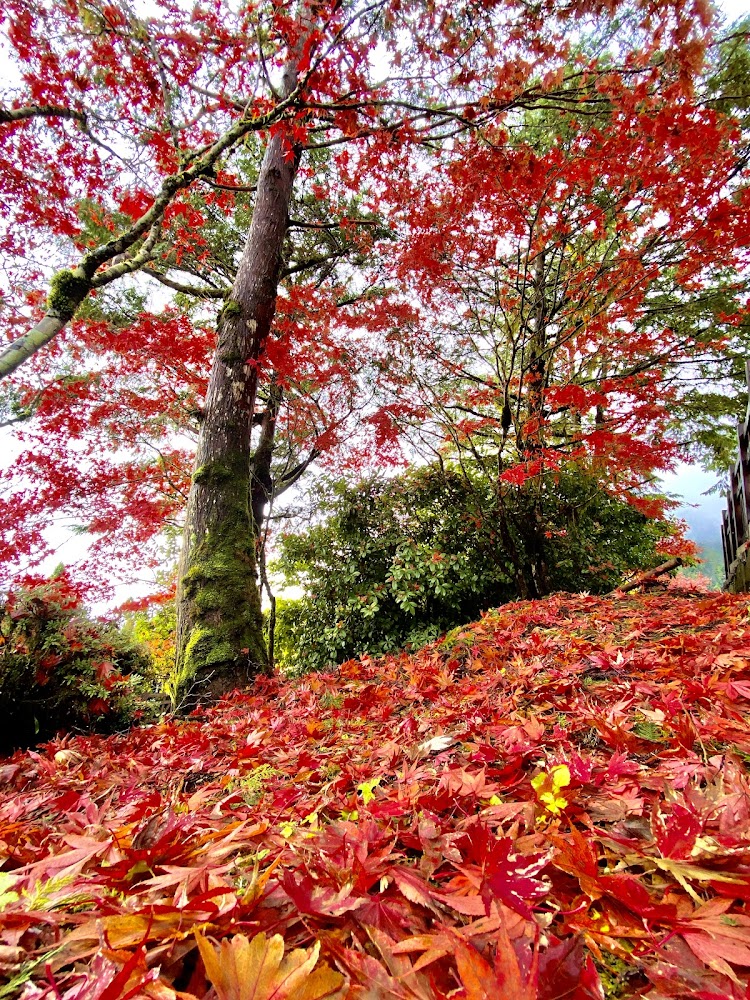 太平山秋季楓樹與滿地紅葉
