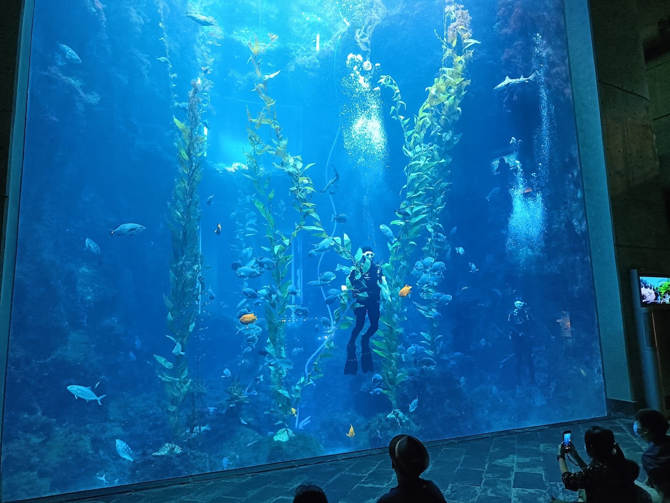 大型水族箱中有潛水員與魚群