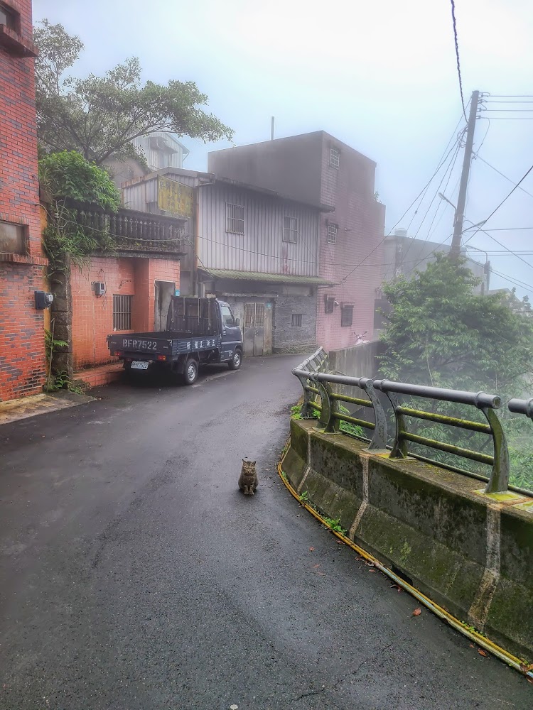 濃霧中的山路與路中央貓咪
