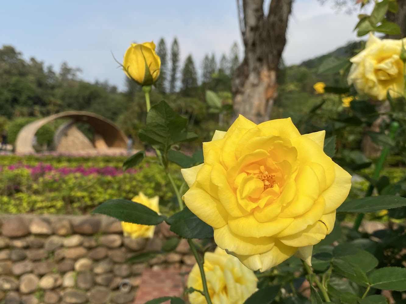 一朵鮮豔的黃色玫瑰花，背景有石牆植栽與拱形建築