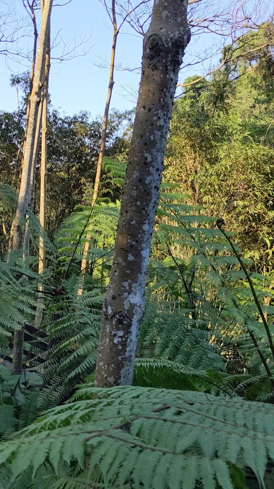 茂密森林與蕨類植物