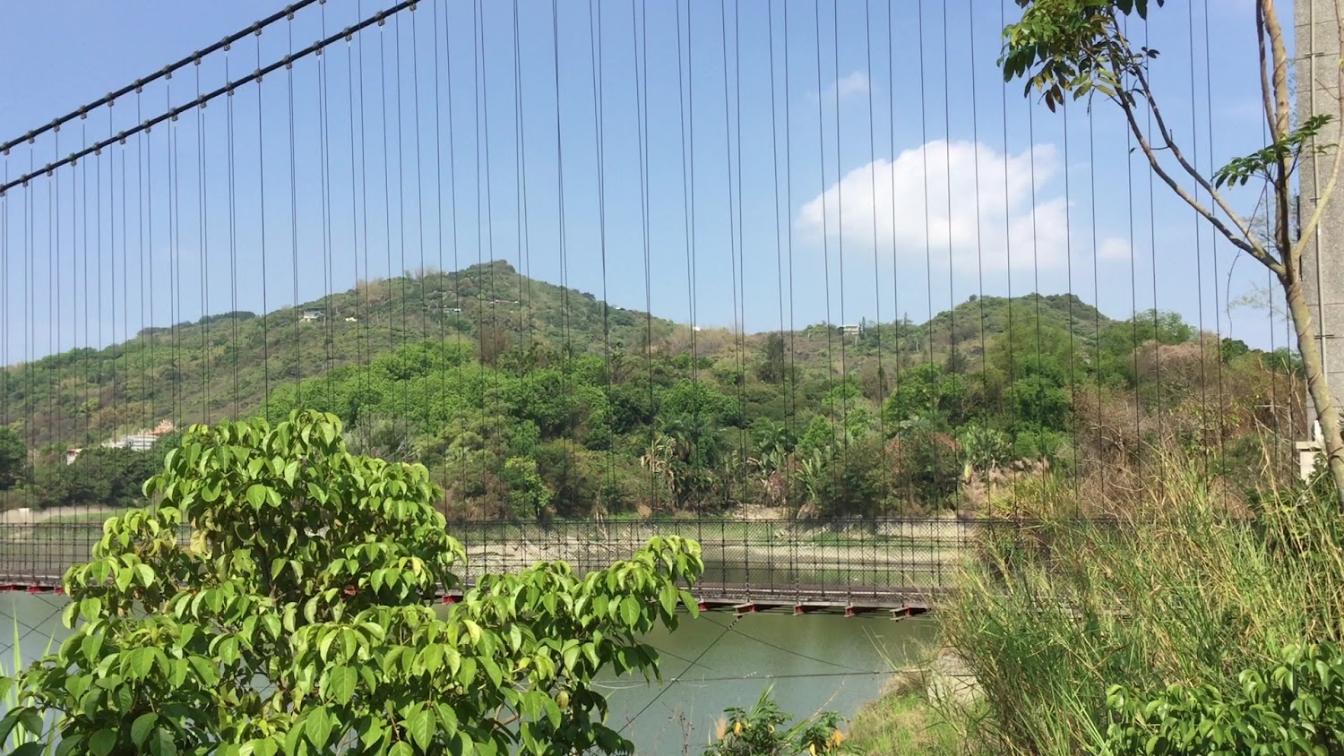 吊橋遠景與前景綠色植物