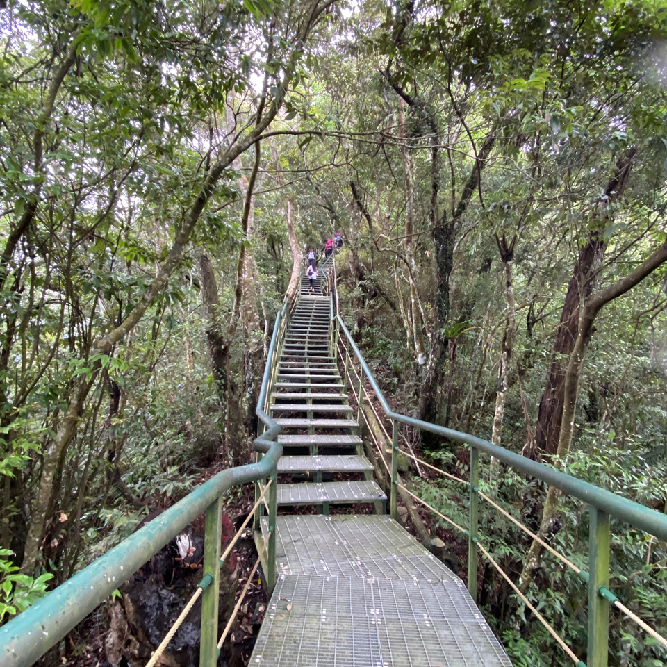 鯉魚山森林階梯步道