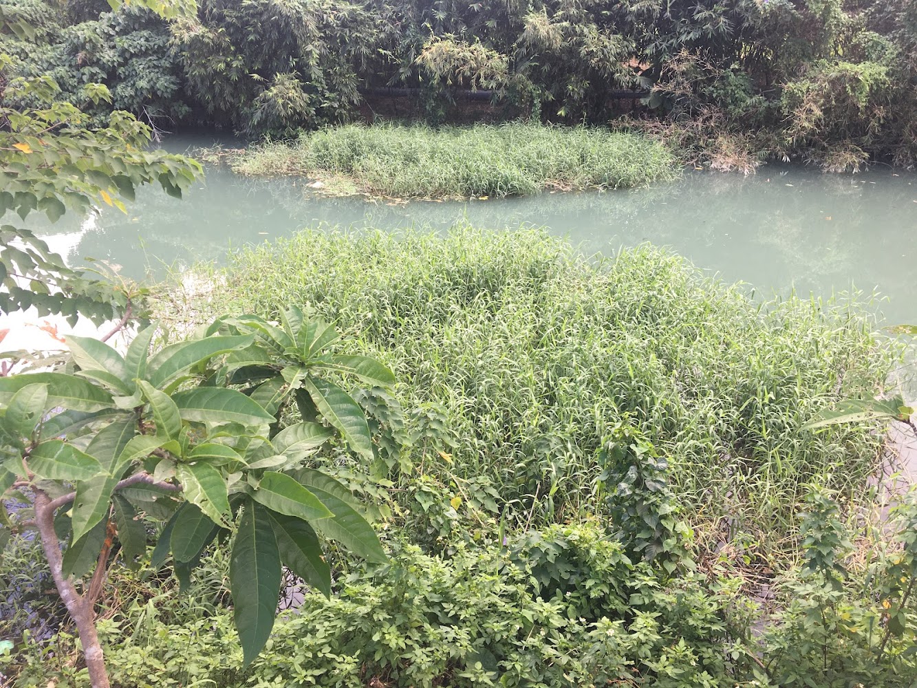 河面有大片水草和綠植四周是茂密樹林