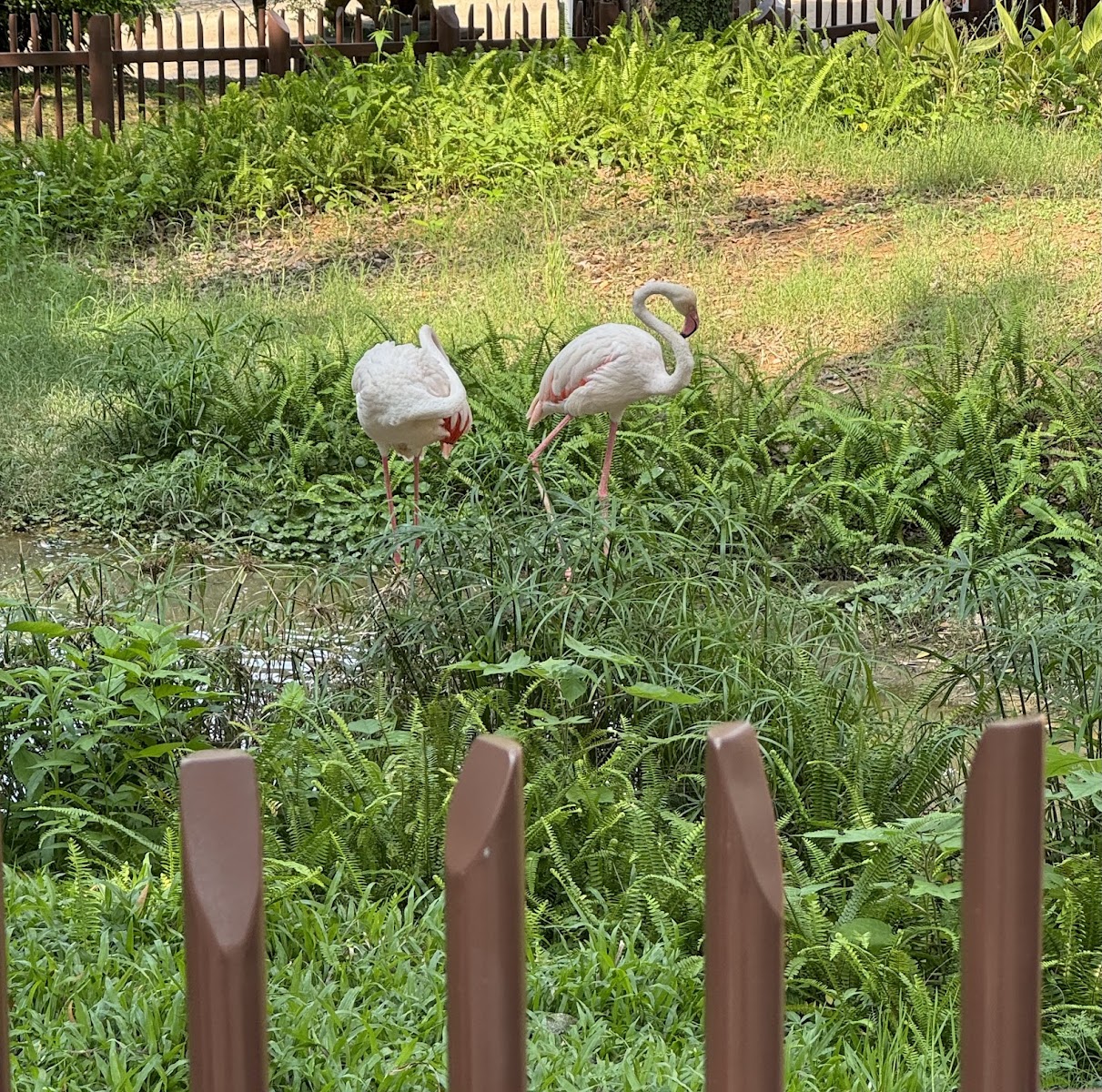 新竹市立動物園火烈鳥展區，粉紅色火烈鳥群