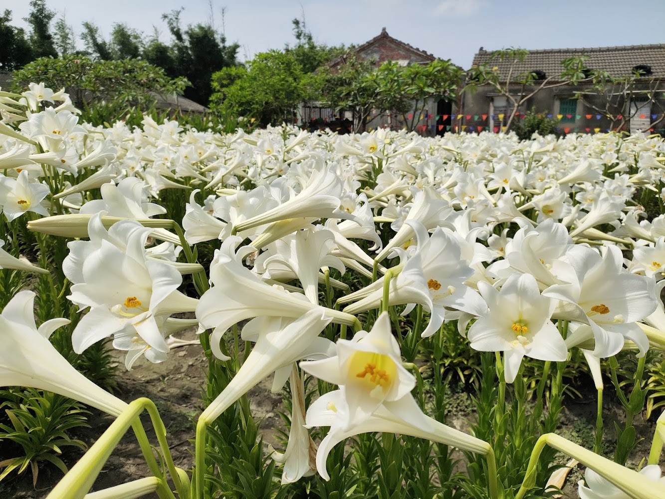 四湖中湖百合花園大片白色百合花田景色