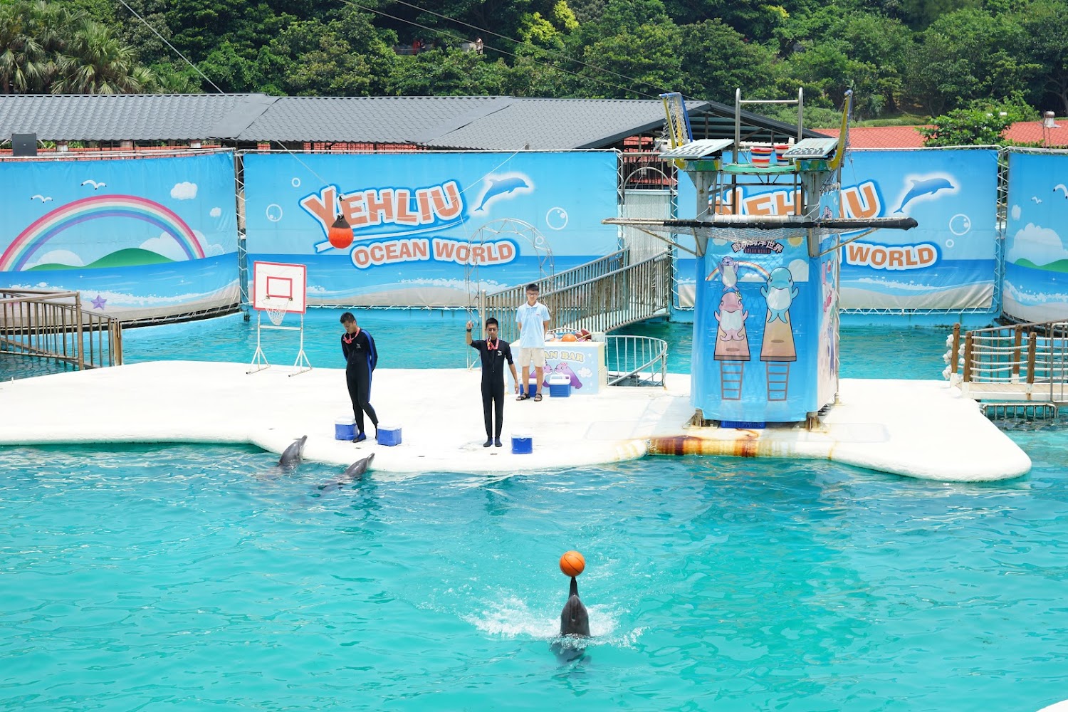海豚頂著籃球進行互動表演