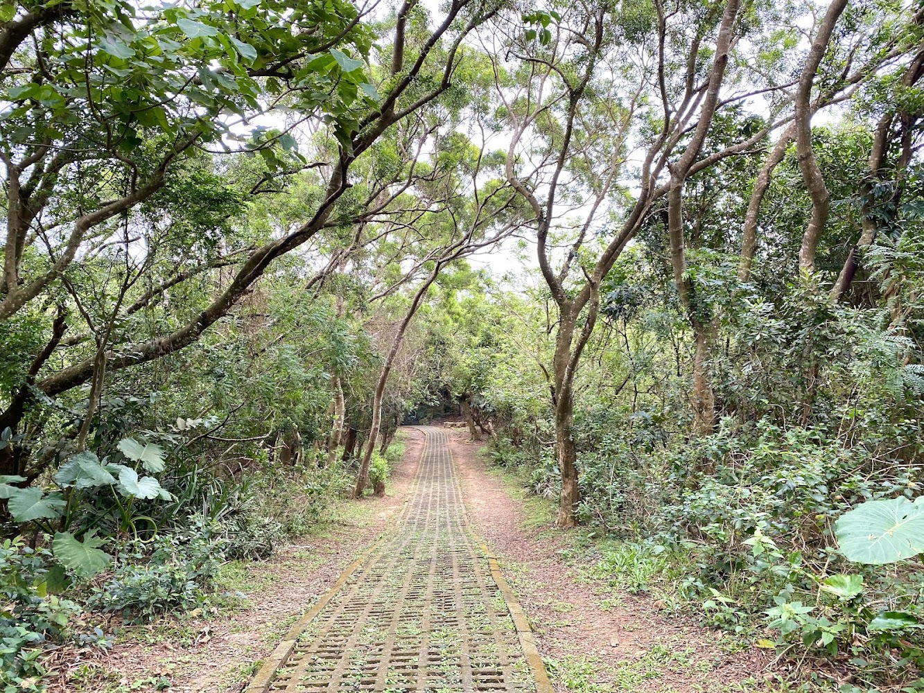 森林步道綠意小徑
