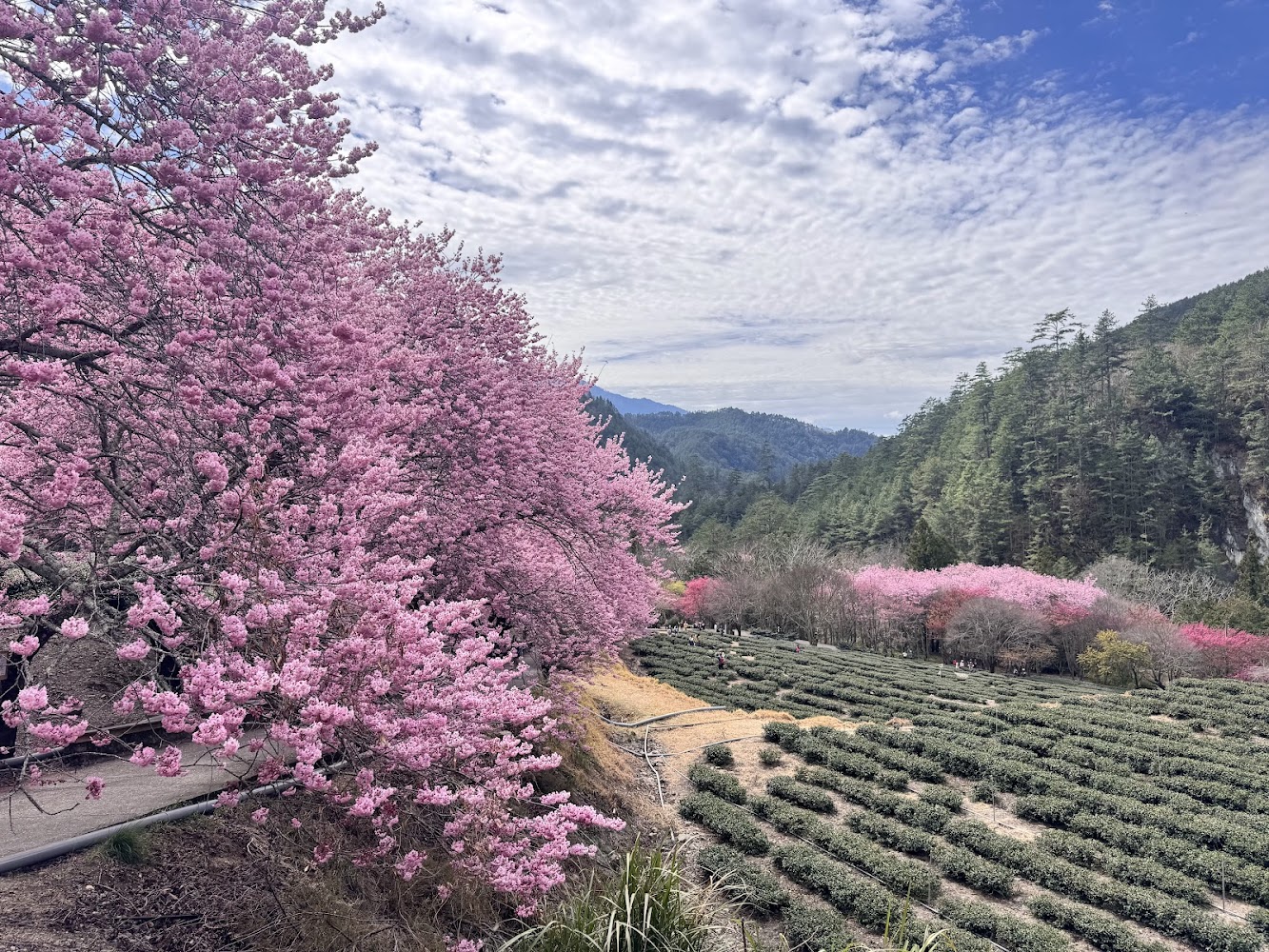 武陵農場茶園與櫻花同框景觀