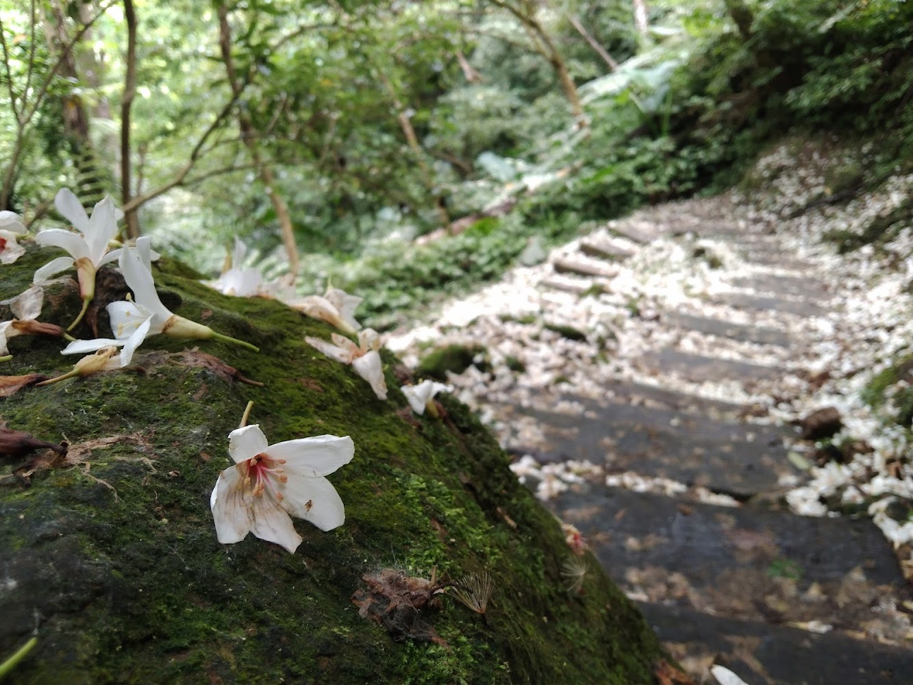 油桐花花瓣鋪滿森林石階步道