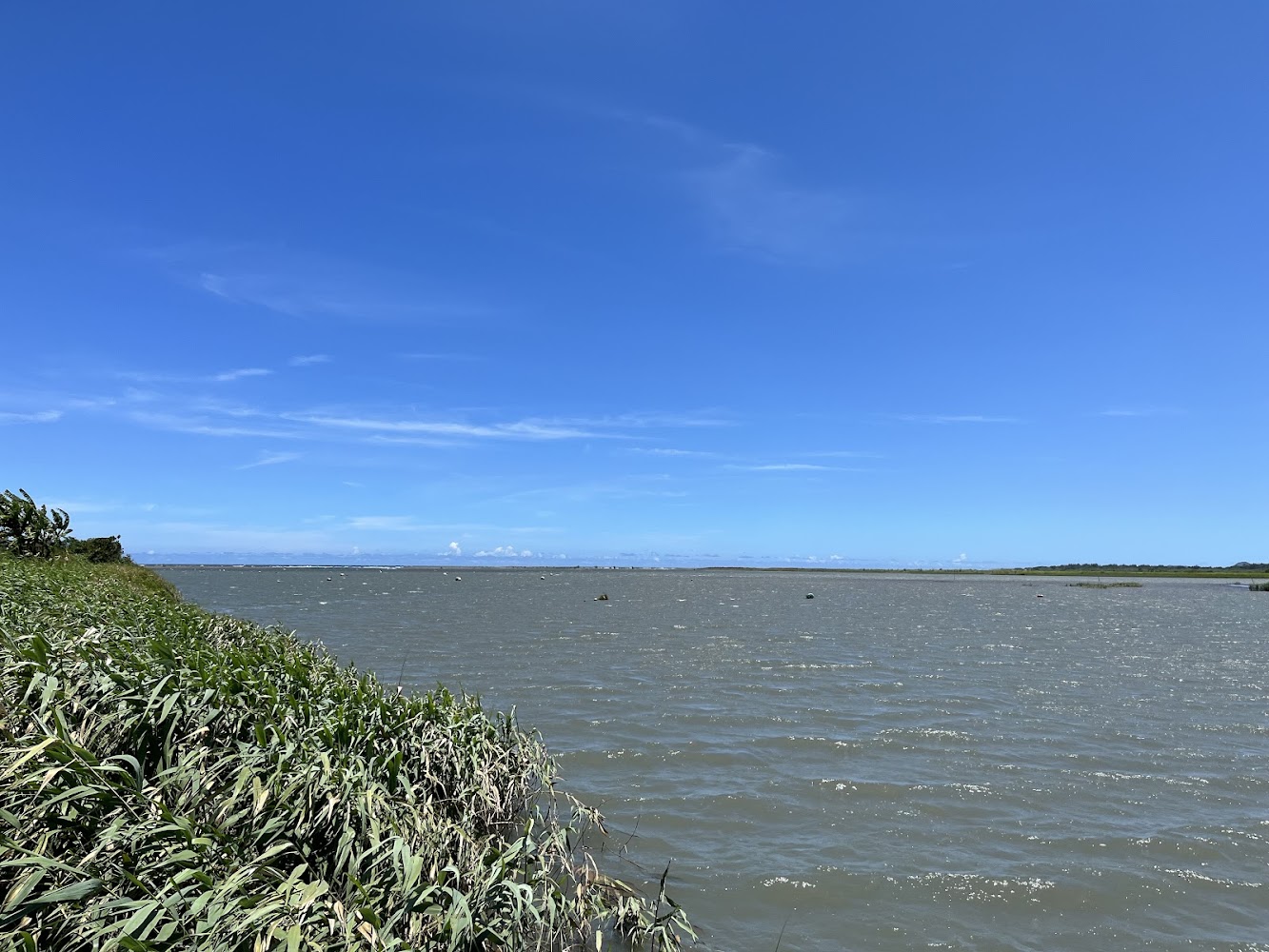 蘭陽溪口水鳥保護區水域與草地景觀