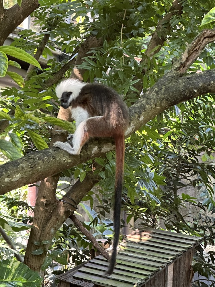 臺北市立動物園穿山甲館內猴類展示