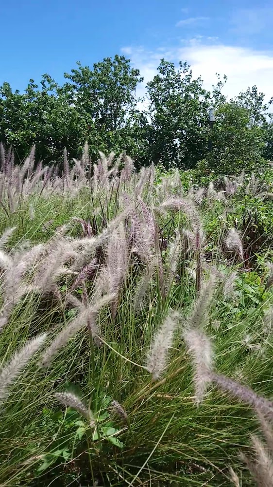 高高的芒草隨風搖曳背景有綠樹和藍天