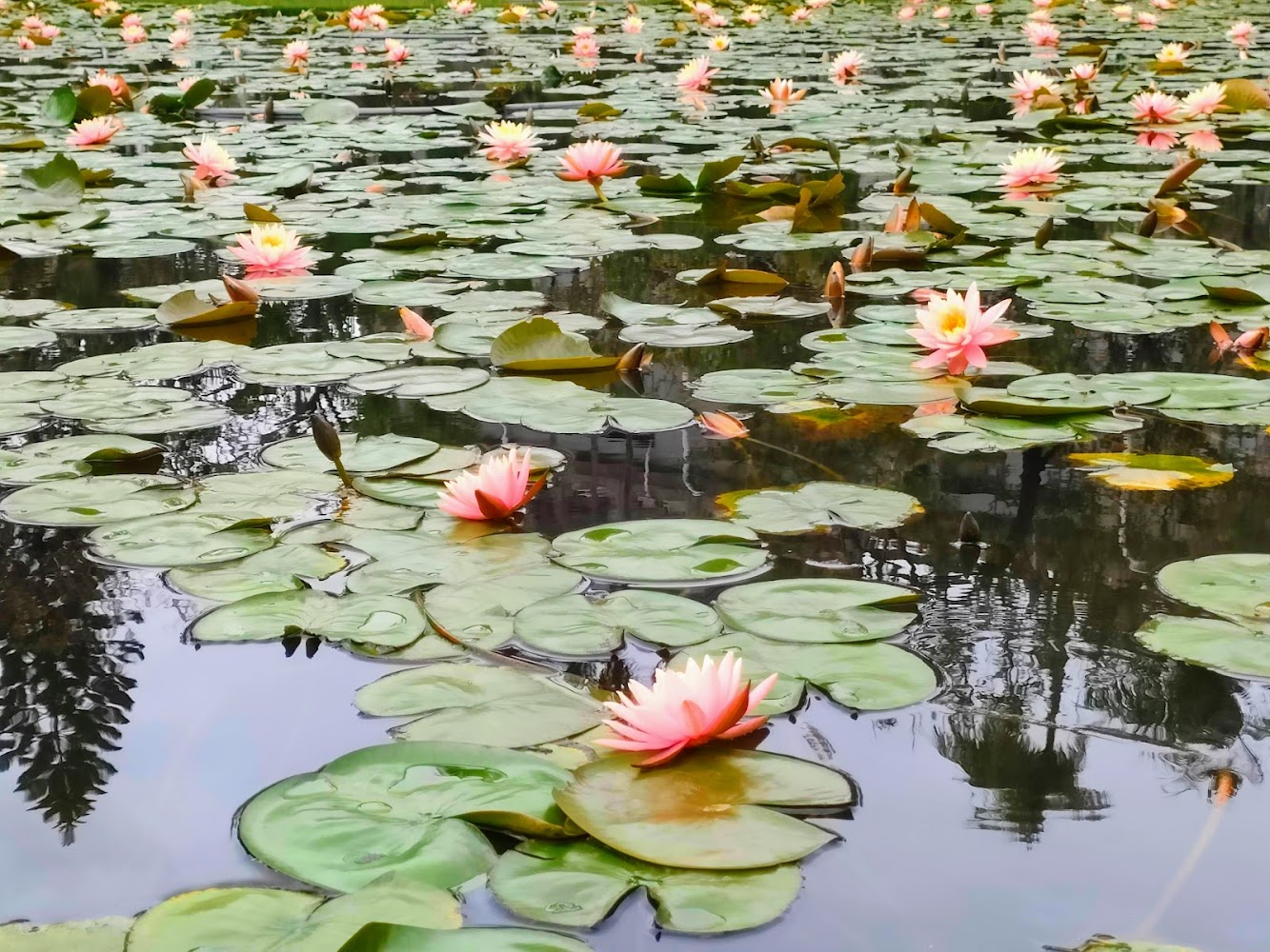 史博館周邊植物園荷花池景致
