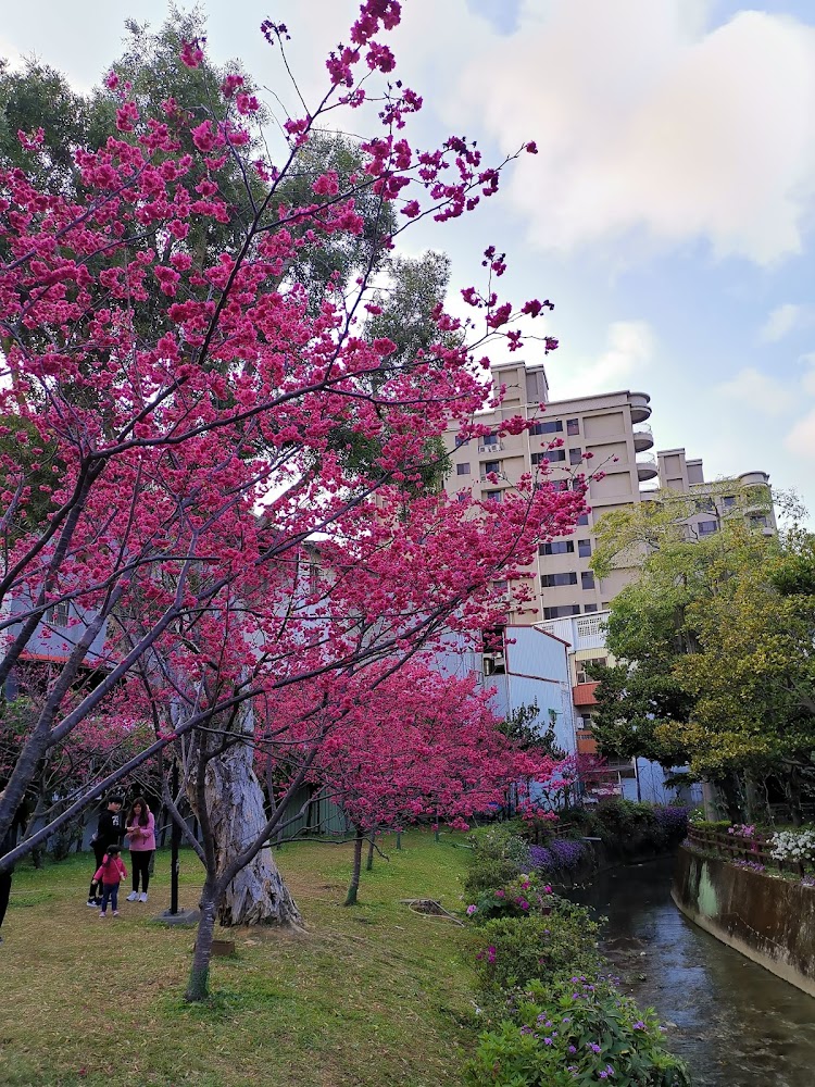 莒光環保公園櫻花樹與溪流景觀