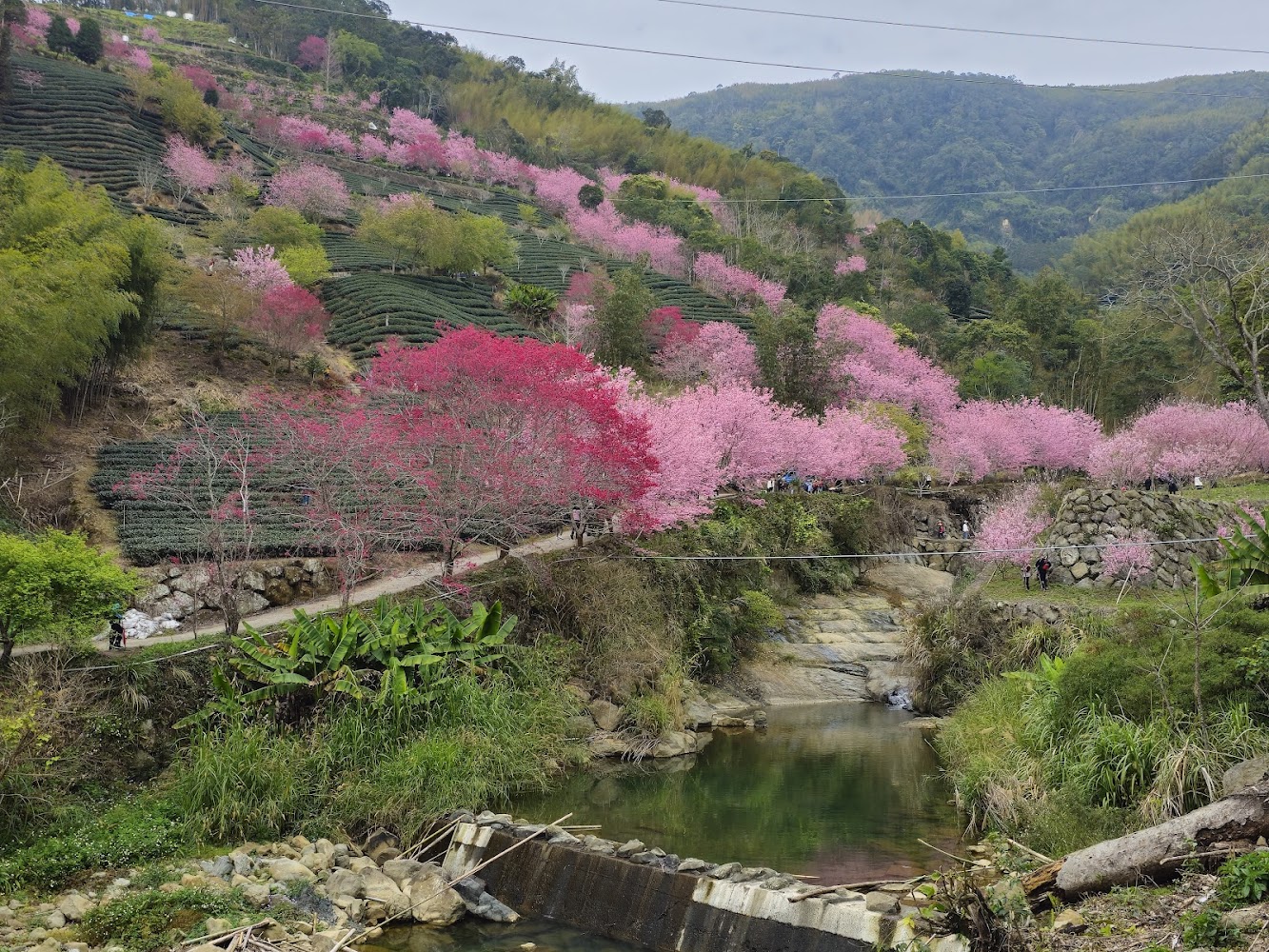 石壁蘇家農場櫻花山坡