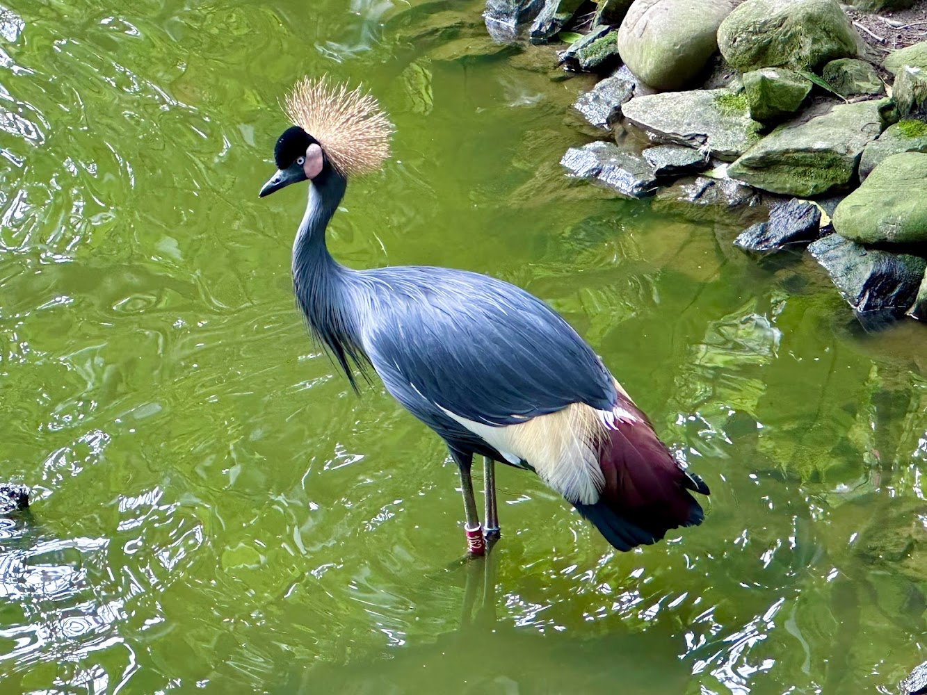 臺北市立動物園鳥園灰冠鶴