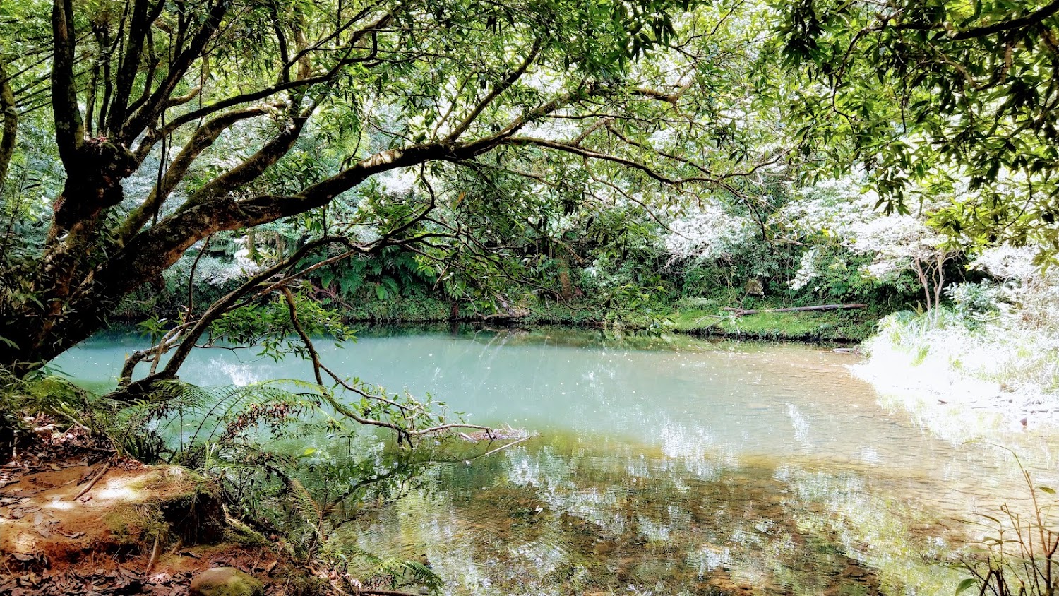樓仔厝古道林間水池景觀