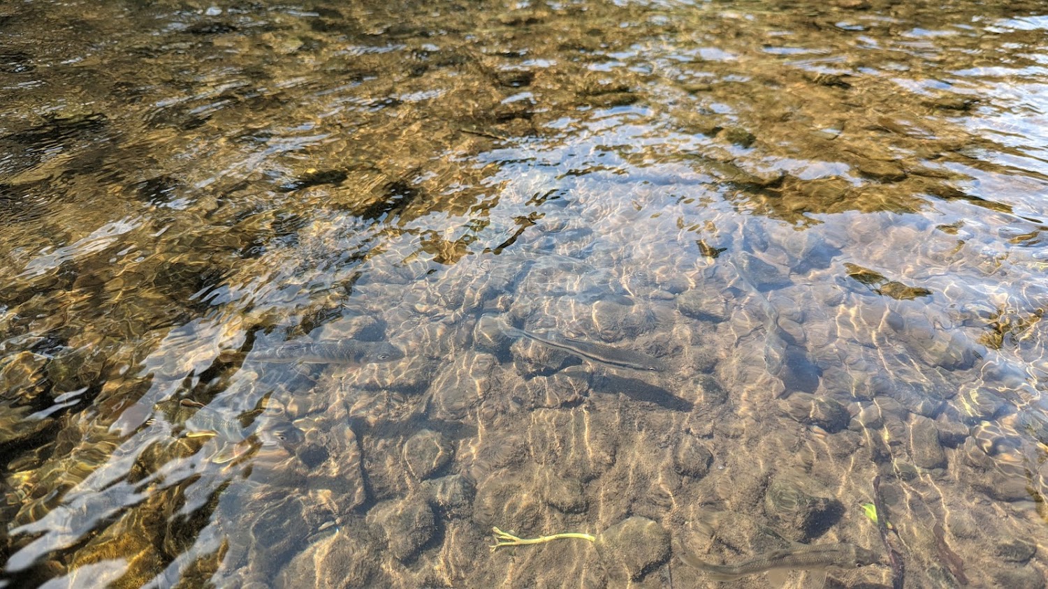 磺溪頭清水園區清澈溪水與魚群