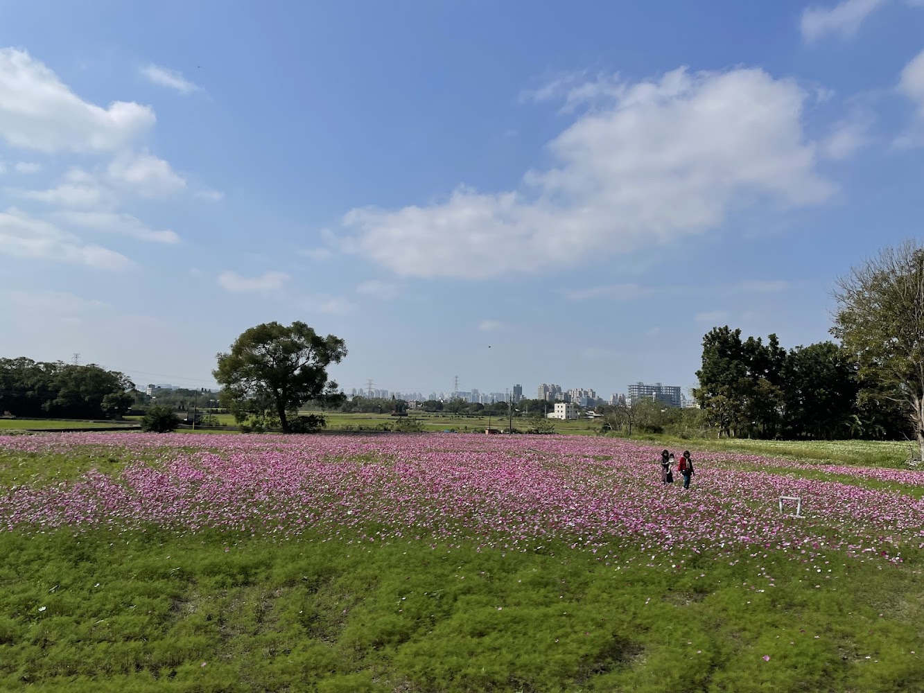 竹22花海大片粉紅花田與晴空
